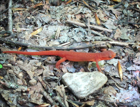 Red Eft on the Jenkins Mountain Trail at the Paul Smiths VIC